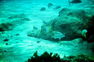 Fototapeta premium Coral Reef, tropical fish and ocean life in the caribbean sea