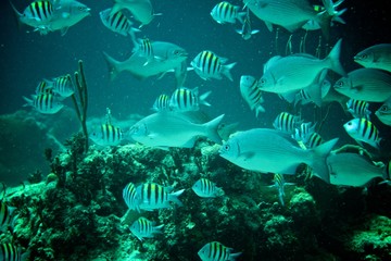 Obraz na płótnie Canvas Coral Reef, tropical fish and ocean life in the caribbean sea