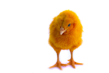 Fototapeta premium colorful of Cute Chicks