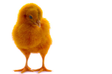 colorful of Cute Chicks