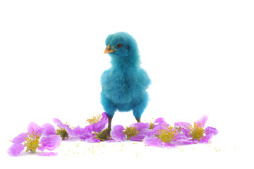colourful of Cute Chicks