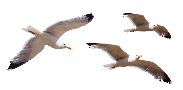Set of flying seagulls. Isolated over white