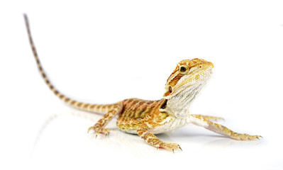 Fototapeta premium Bearded Dragon