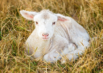day old lamb