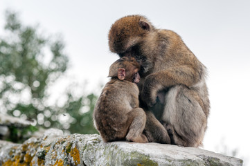 mother macaque shelters baby
