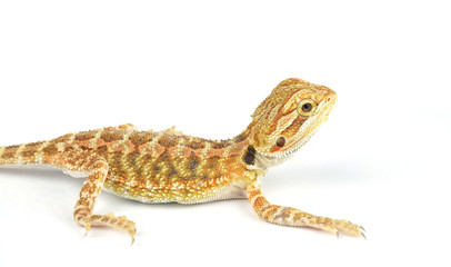 Bearded Dragon