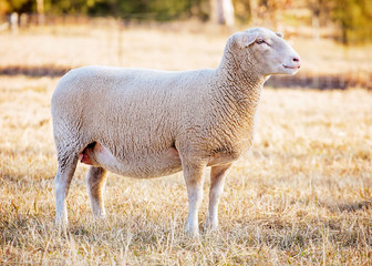 white suffolk sheep © pelooyen