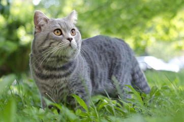 Cat in grass