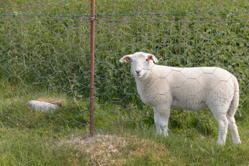Sheep behind bars
