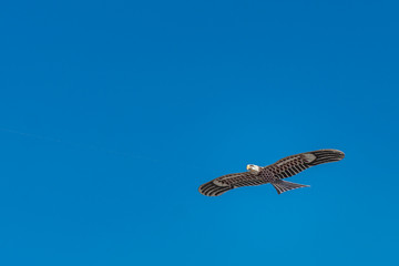 Hawk kite flying in blue sky