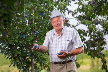 Senior man picking plums in an orchard 