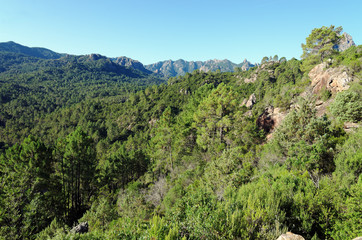 Fototapeta na wymiar Forêt de Bavella