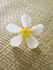 Fototapeta na wymiar Single of frangipani flower on stick mat