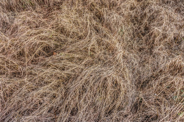 Dry grass field in drought area