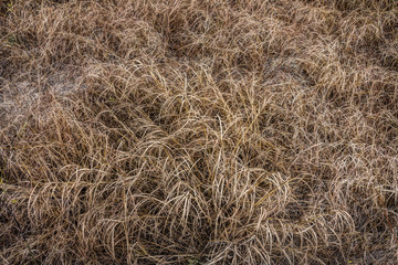 Dry grass field in drought area