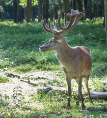 Red Deer Portrait