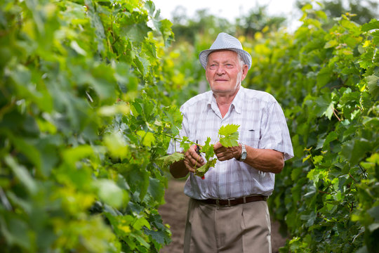 Senior winemaker in vineyard before harvest