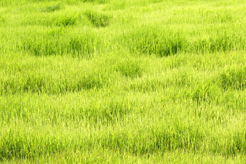 Young rice field.