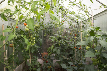 self made greenhouse with fresh tomatoes