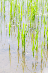 Young rice sprout   in the rice field