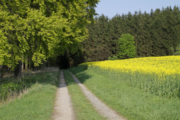 Waldweg im Frühling