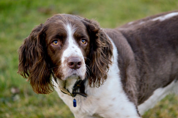 English Springer spaniel