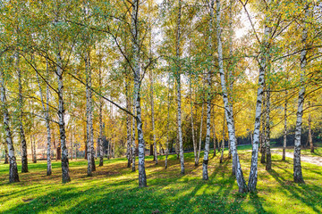 Siver birch trees