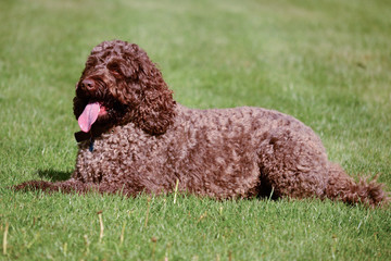 Labradoodle laying down in field