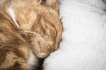 cute red cat sleeping on couch next to  a blanket