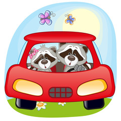 Two Raccoons in a car