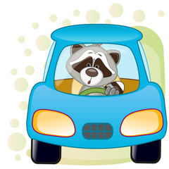 Raccoon in a car