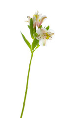 Naklejka na ściany i meble single white Orchid with stem on white background