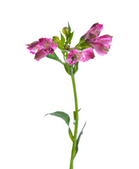 single pink Orchid isolated