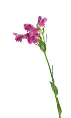 single pink Orchid isolated on white background