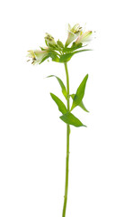 Fototapeta na wymiar white Orchid with stem