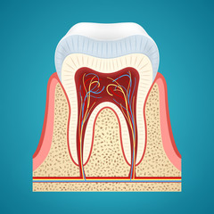 Healthy human tooth in cutaway