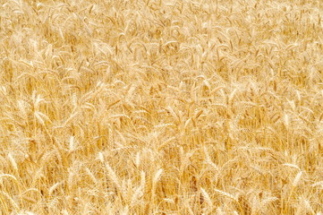 golden cereal field closeup
