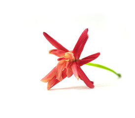 Quisqualis indica flower