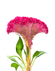 Cockscomb flower