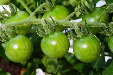 Tomatoes ripening on the branch .