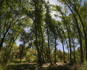View of tall evergreen trees in the countryside forest.