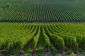 Fototapeta na wymiar Agricultural machine in the vineyards-Landscape-Vineyard south w