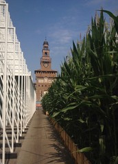Milano il Castello Sforzesco in un campo di mais