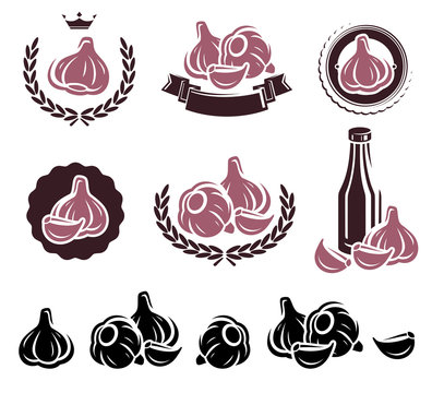Garlic set. Vector