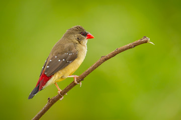 Female of Red Avadavat(Amandava amandava) on the branch