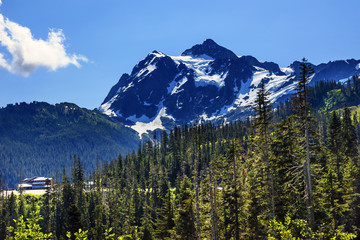 Fototapeta na wymiar Mount Shuksan Evergreens Mount Baker Ski Area Washington