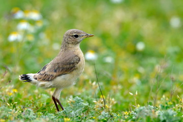 The Isabelline Wheatear (Oenanthe isabellina)