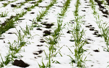 agricultural field of winter wheat under the snow close-up