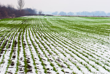 champ agricole de blé d& 39 hiver sous la neige