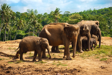 Fototapeta na wymiar elephant family walking towards a water hole